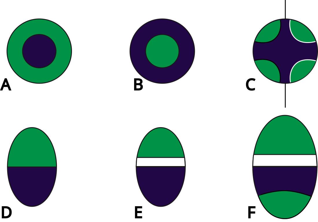 Vascular bundle