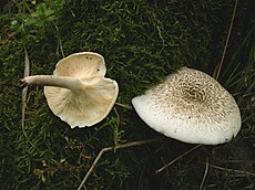 Lentinus tigrinus.JPG