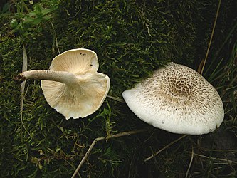 Lentinus tigrinus (Bull.)