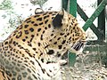 Leopard of Tata Steel Zoological Park.jpg