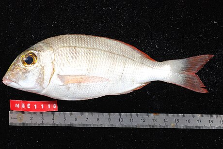 Lethrinus mahsena