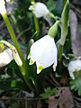 Leucojum vernum close-up