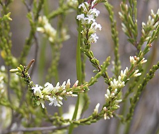 <i>Leucopogon corynocarpus</i> Species of shrub