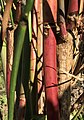 Detail of colourful stems of same specimen, showing value for winter colour in garden