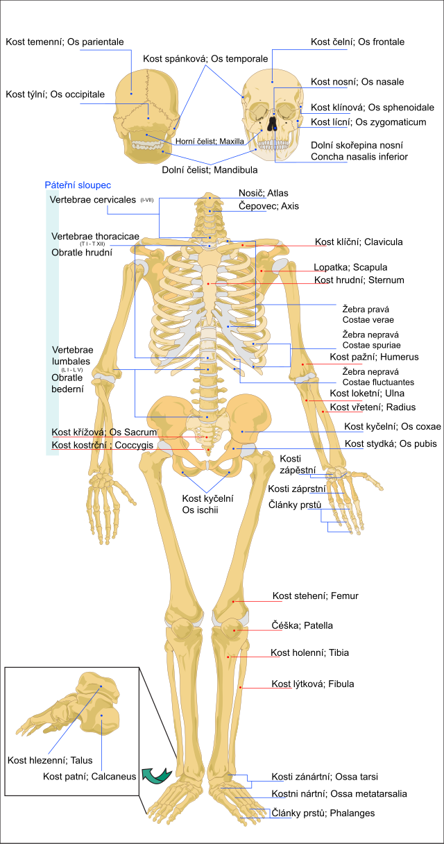 File:Lidska kostra.svg - Wikimedia Commons