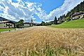English: Barley field at the eastern village entrance Deutsch: Gerstenfeld an der Osteinfahrt