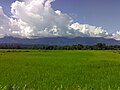 Paddy fields in Assam