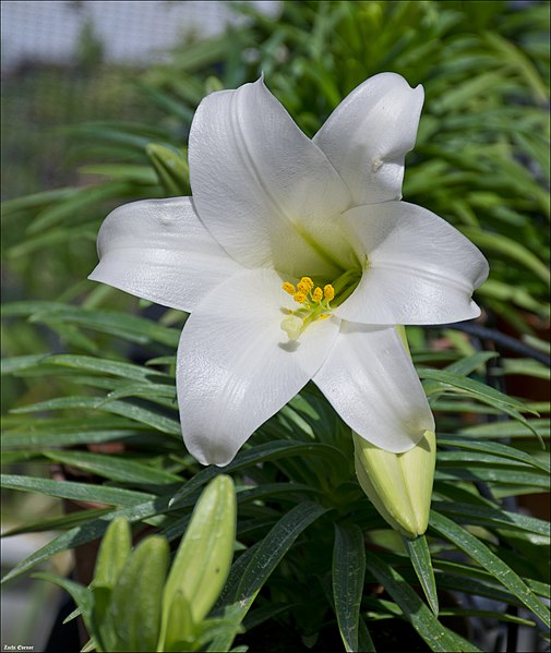 File:Lilium-candidum-001-Zachi-Evenor.jpg