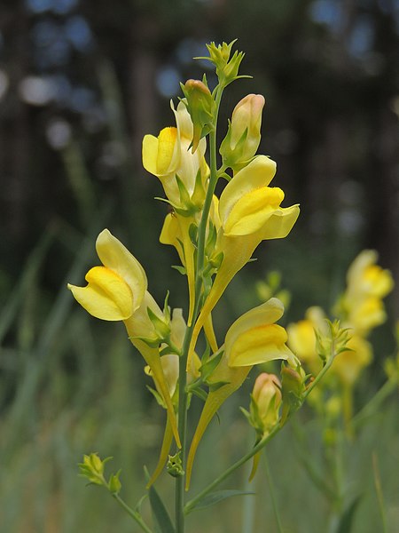 File:Linaria vulgaris (27761051950).jpg