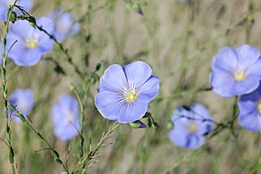 Descrizione dell'immagine Linum lewisii, fiore di lino blu, Albuquerque.JPG.