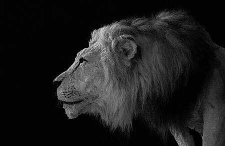 Tập_tin:Lion_d'atlas_au_jardin_zoologique_de_rabat.jpg