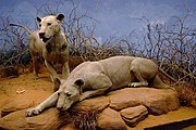 Tsavo menschenfressende Löwen