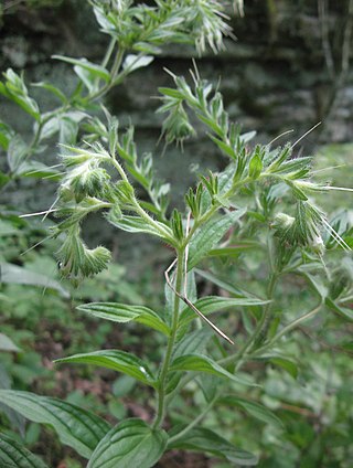 <i>Lithospermum parviflorum</i> Species of flowering plant in the borage family Boraginaceae