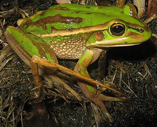 Green and golden bell frog Species of amphibian