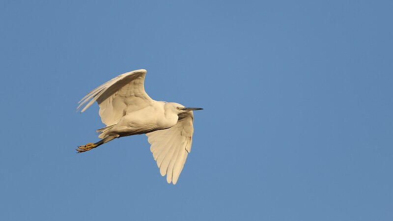 File:Little Egret, Egretta garzetta at Waterfall Estate, Gauteng, South Africa (36062344006).jpg