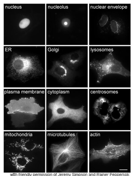 Proteins in different cellular compartments and structures tagged with green fluorescent protein (here, white)