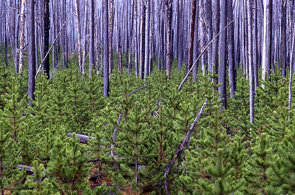 P. contorta subsp. latifolia forest 23 years before (above) and 10 years after (below) the Yellowstone fires of 1988