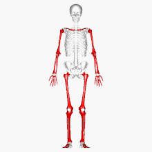 Long bones - animation.gif