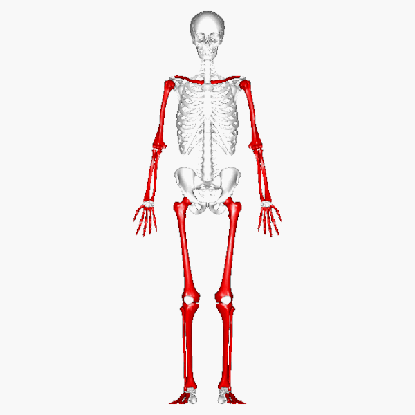 File:Long bones - animation.gif