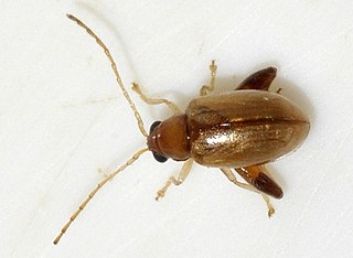 <i>Longitarsus exsoletus</i> Species of beetle