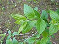 Miniatura para Lonicera ruprechtiana