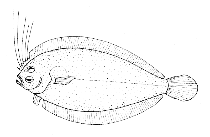 File:Lophonectes gallus (Crested flounder).gif