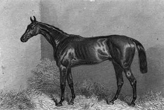 <span class="mw-page-title-main">Lord Clifden</span> British-bred Thoroughbred racehorse