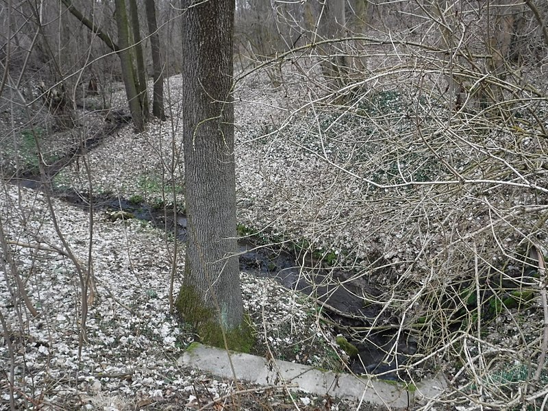 Brücke der Lotzebachstraße über den Lotzebach (Blick Richtung Süden/Quelle)