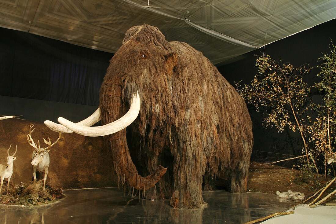 Mamut