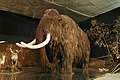 4.8 - 10.8: Model d'in mammut a l'exposiziun "Lovci mamutů" en il museum naziunal da la Tschechia.