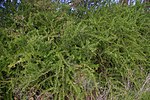 Lycium schweinfurthii bush.jpg