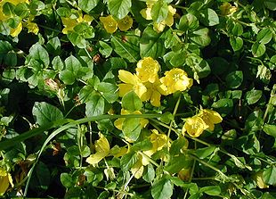 Lysimachia-nummularia-flowers.JPG