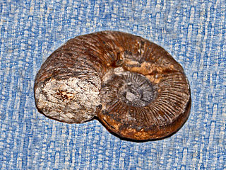 <i>Lytoceras fimbriatum</i> Species of mollusc (fossil)