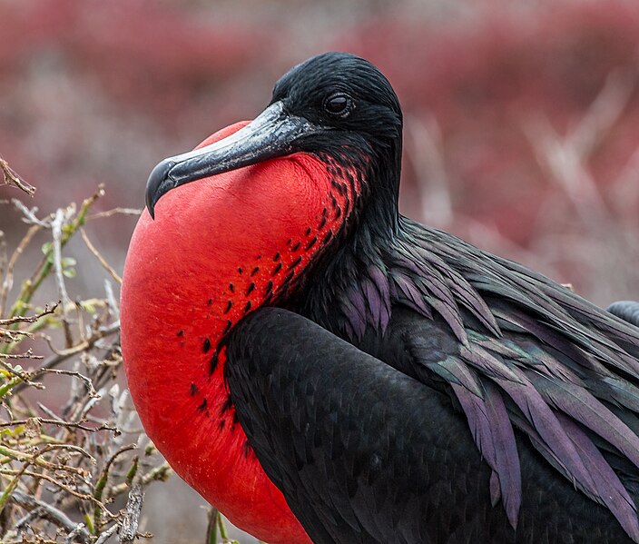 File:Magnificent Frigate Bird (15785277160).jpg