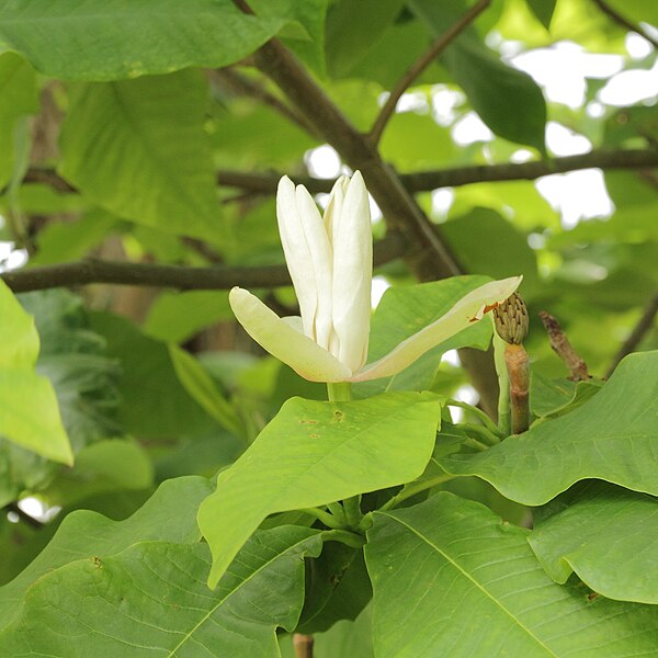 File:Magnolia tripetala-IMG 4376.jpg