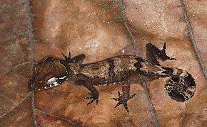 Descrizione di Geco dalle dita arcuate della Malesia (Cyrtodactylus elok) (8753375207) .jpg.