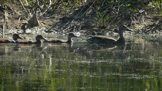 Mallard (Anas platyrhynchos) Mother and Babies