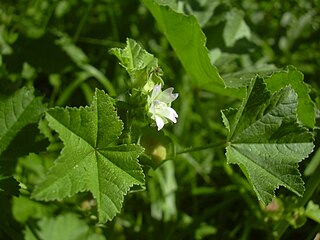 <i>Malva parviflora</i> species of plant