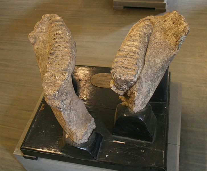 File:Mammuthus meridionalis Montevarchi 02.jpg
