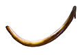 Mammuthus primigenius tusk - MUSE.jpg