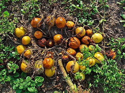 Mandragora officinarum Fruits