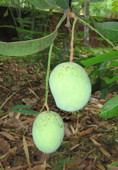 File:Mangoes unripe.jpg