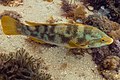 * Nomination Ballan wrasse (Labrus bergylta), Arrábida Natural Park, Portugal --Poco a poco 06:40, 18 September 2021 (UTC) * Promotion  Support Good quality. --Commonists 09:46, 18 September 2021 (UTC)