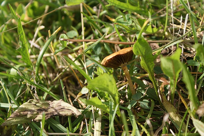 File:Marasmius oreades.jpg