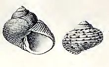 Margaritler schantaricus 001.jpg