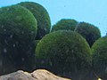 Marimo