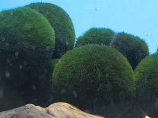 <span class="mw-page-title-main">Marimo</span> Species of algae