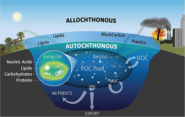 Marine particulate organic carbon (POC) POC includes components of living cells as well as dead material (detritus), and originates from both allochth