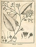 Maripa scandens Aublet 1775 pl 91.jpg