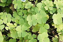 Marsilea minuta 9090.jpg